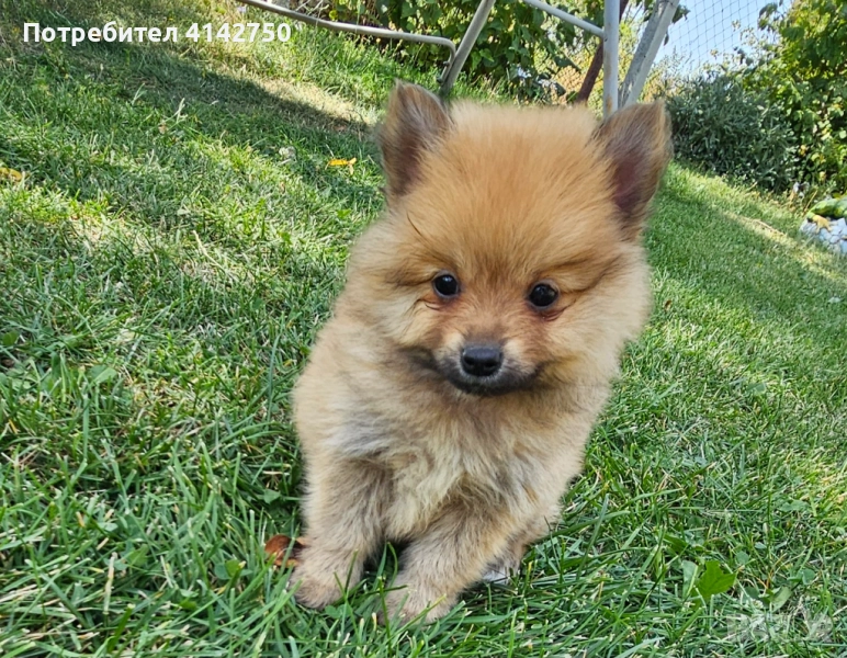 Померан момиче, снимка 1