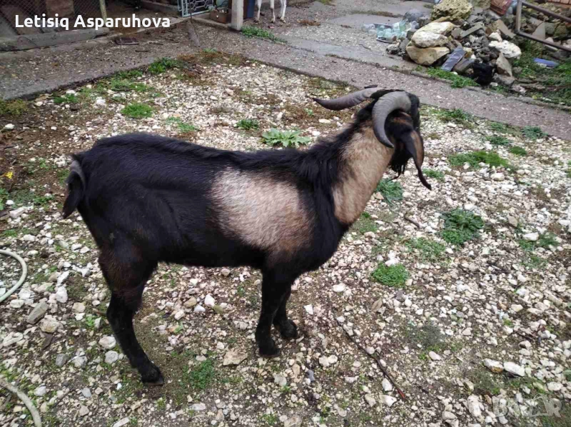 Продавам пръч на 1 година , снимка 1