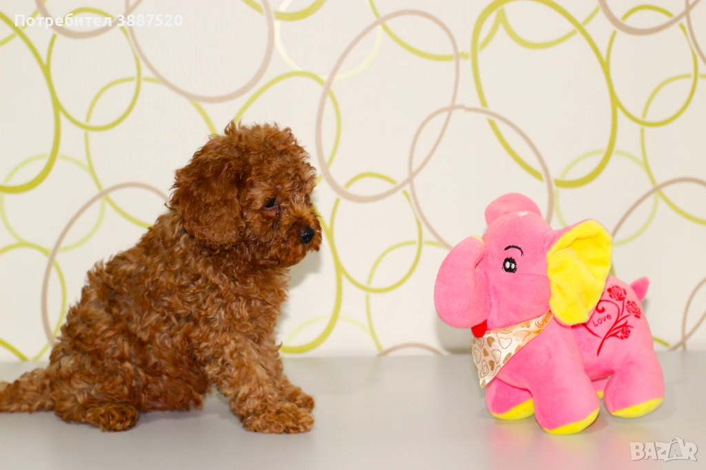 Мини и той пуделчета с родословни родители , снимка 1