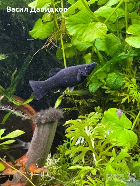 Молинезия, снимка 1