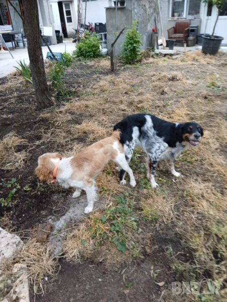 бретон шпаньол епаньол, снимка 1