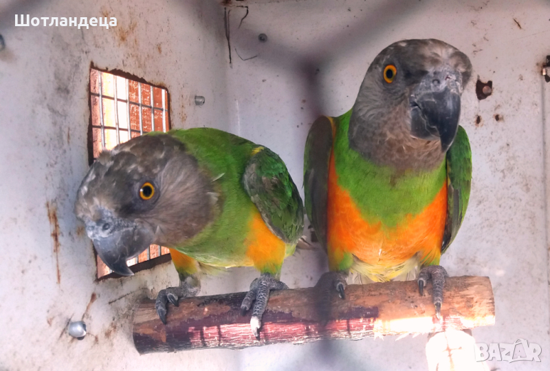 Сенегалски папагали-чифт, снимка 1