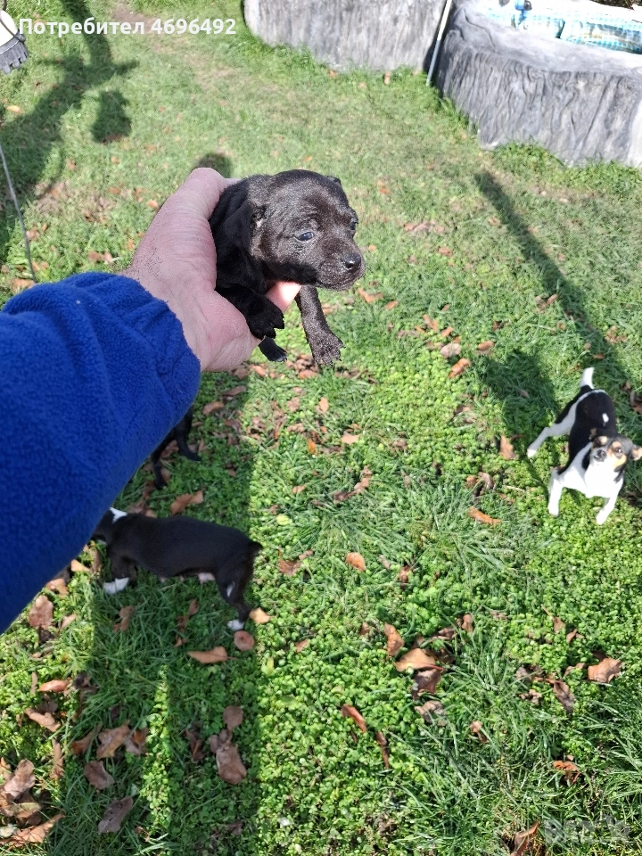 продавам пясъчни пинчери., снимка 1