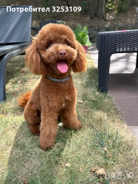 Той пудел си търси приятелка , снимка 1