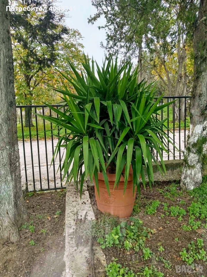 Голяма палма Юка, снимка 1