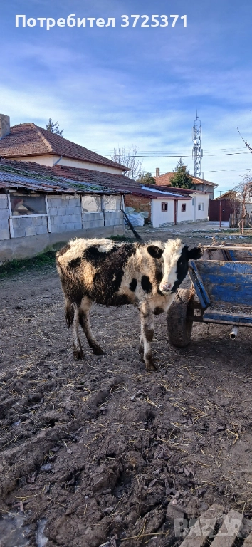 Продавам женско теле, снимка 1