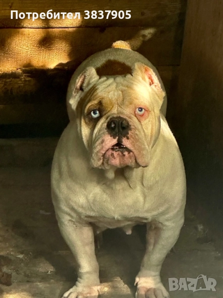 Американско були екзотик, снимка 1