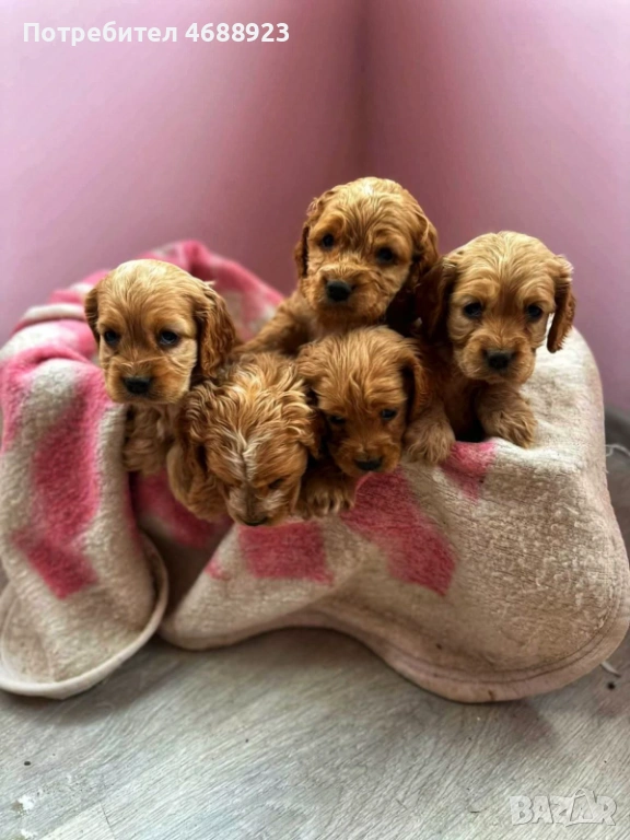 Продават се чистокръвни кокер шпаньоли, снимка 1