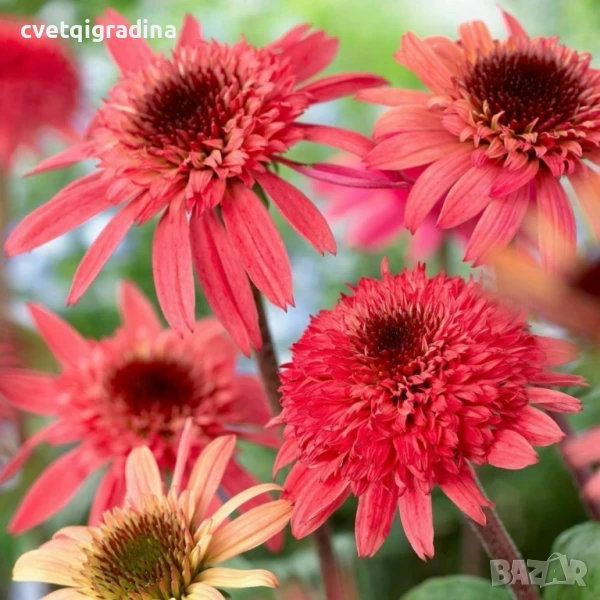 Echinacea Meditation Orange(Ехинацея Портокалова медитация), снимка 1
