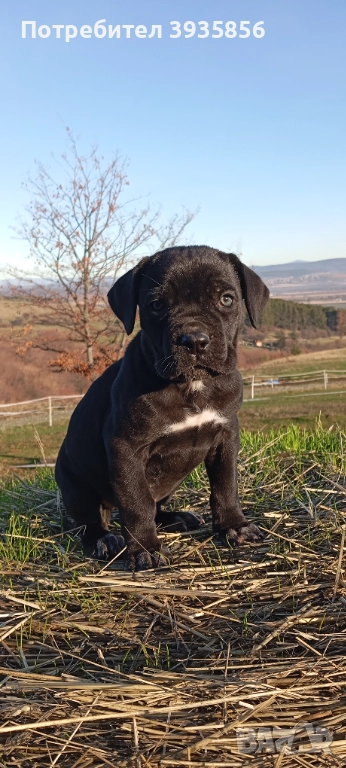 Кане Корсо женски, снимка 1