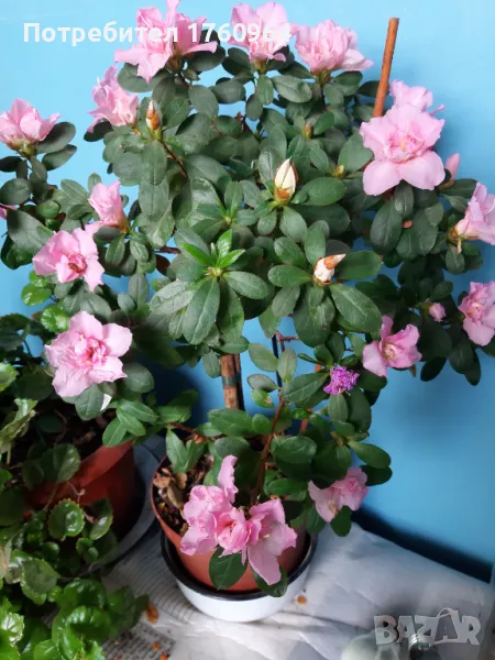   Азалии, снимка 1