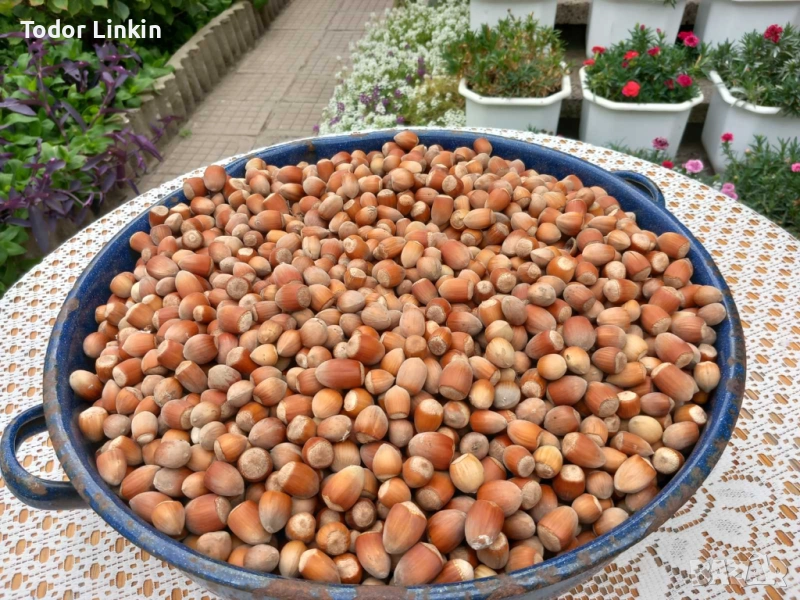  Пресни лешници реколто 2025 година, снимка 1