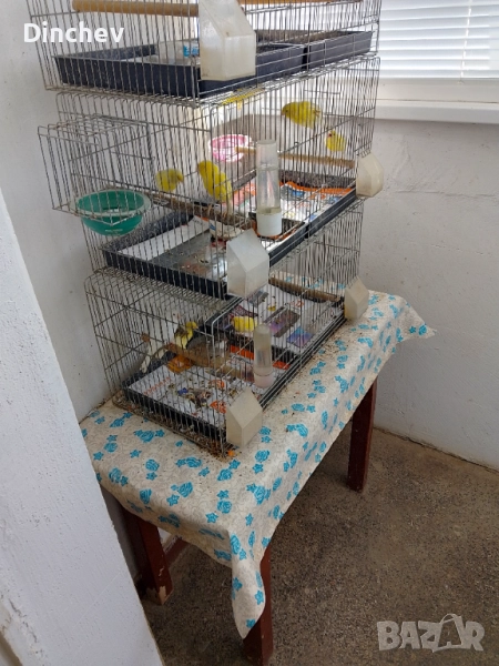 Продавам жълти женски орфей 8бр, снимка 1