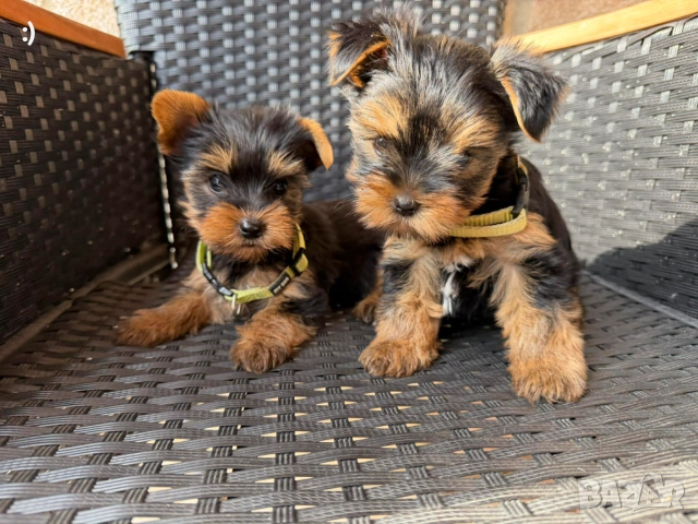 Йоркширски териери Актуално от 5.12.2025, снимка 5 - Йоркширски териер - 52558885