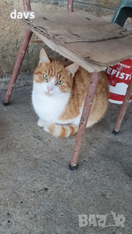 Дом за млади котета - остават сами на произвола на съдбата, снимка 13 - Други - 53050188