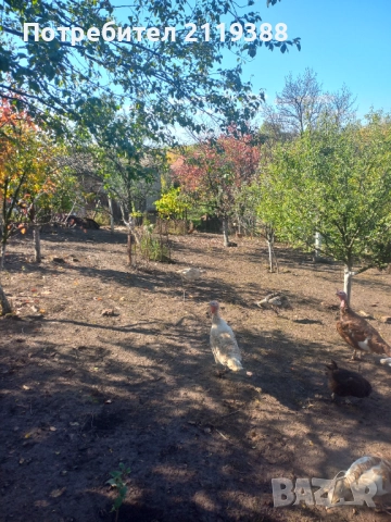 Пуйки на 6.месеца, снимка 2 - Кокошки и пуйки - 52105351