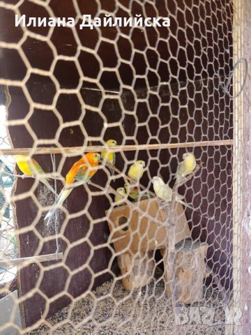 КОРЕЛИ И ПОЙНИ ПАПАГАЛИ , снимка 5 - Папагали - 44035689