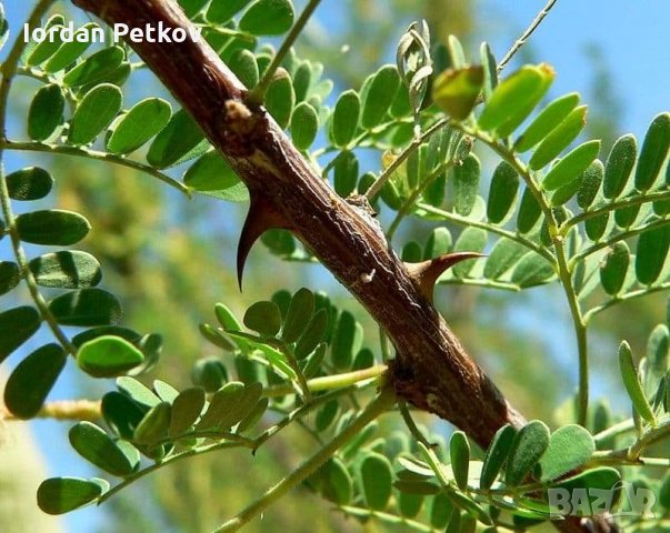 Бяла акация , снимка 2 - Разсади - 32215625