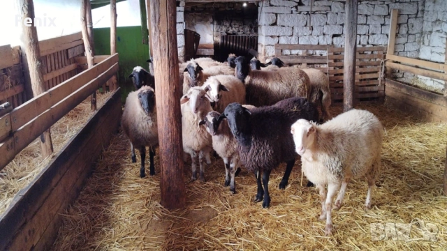 Заменям 2 агнета за 1 прасе