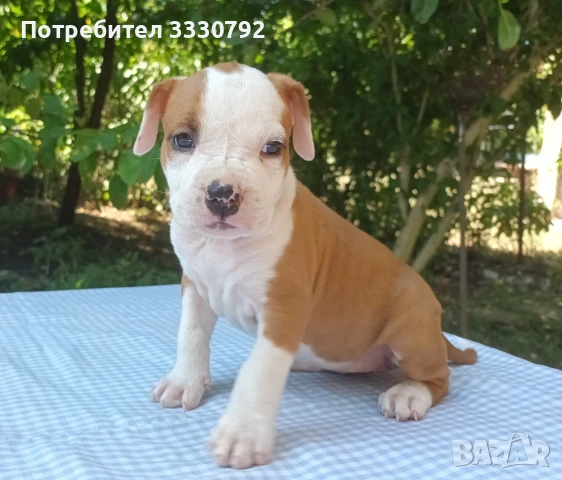 Американски стафордширски териер - елитни родители с родословие , снимка 8 - Американски стафордширски териер - 51258763