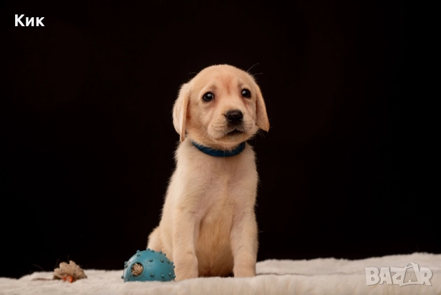 Чистокръвен Лабрадор Ретривър 