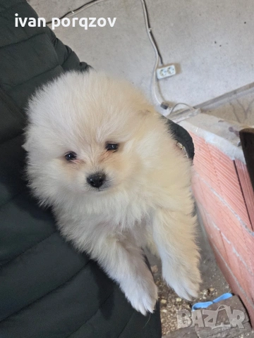 Померанчета готови за взимане страхотни, снимка 2 - Померан - 53140609