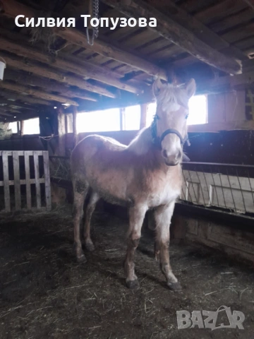 Продавам чистокръвно мъжко хафлингерче на 8 месеца
