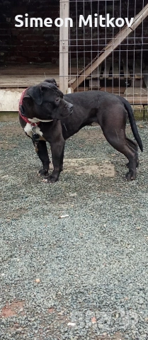 здравейте приятели продавама американско були женско 1год 4месеца тл 0876891693, снимка 4 - Питбул - 53580033