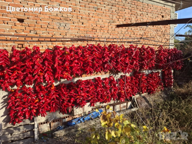 🌶️ Домашни сушени червени чушки – истински вкус от градината! 🌶️ НА ЕДРО!!!, снимка 5 - Домашни продукти - 52280937