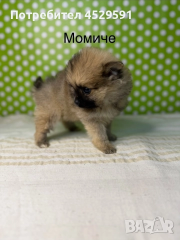 Померан померанче померанчета померани, снимка 8 - Померан - 52952674