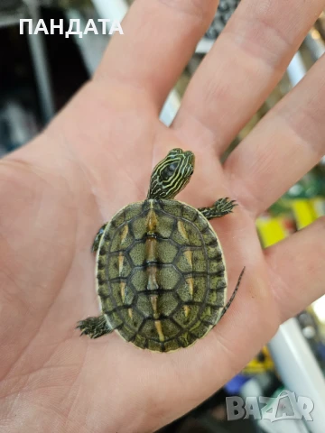 Костенурка