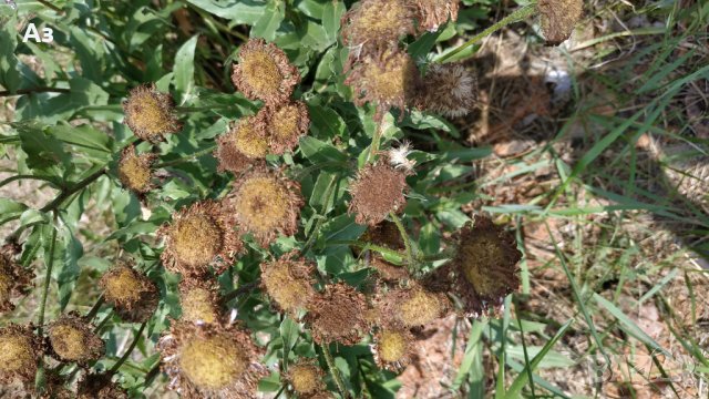 Продавам семена  на градинска синя Маргарита (реколта 2025 г), снимка 4 - Разсади - 37323278