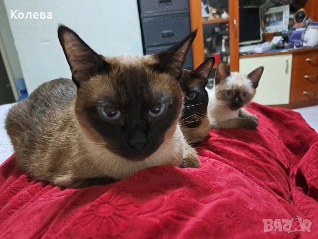 сиамски котета 
