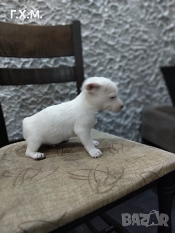 Джак ръсел , снимка 4 - Джак ръсел териер - 52470681