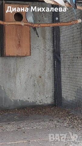 Пойни , снимка 2 - Папагали - 53227726