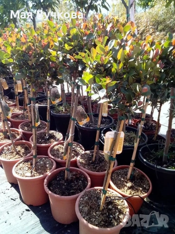 Комплект 2бр Фотиния дърво , снимка 5 - Градински цветя и растения - 53060096