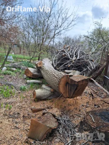 Орех, снимка 2 - Дърводелски услуги - 49761791