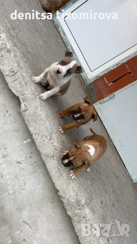 ПРОДАВАТ СЕ !!!, снимка 2 - Американски стафордширски териер - 53540617