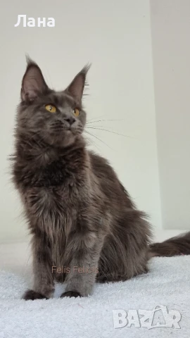 Коте Мейн Кун , снимка 4 - Мейн кун - 51248816