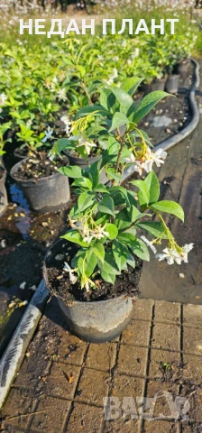 Звездовиден жасмин, снимка 3 - Градински цветя и растения - 51047249