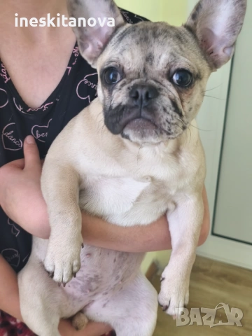 Френски булдог 4 месеца женски , снимка 3 - Френски булдог - 53315871