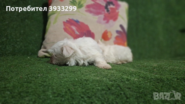 малтийска болонка мини болонки , снимка 13 - Болонка - 53410962