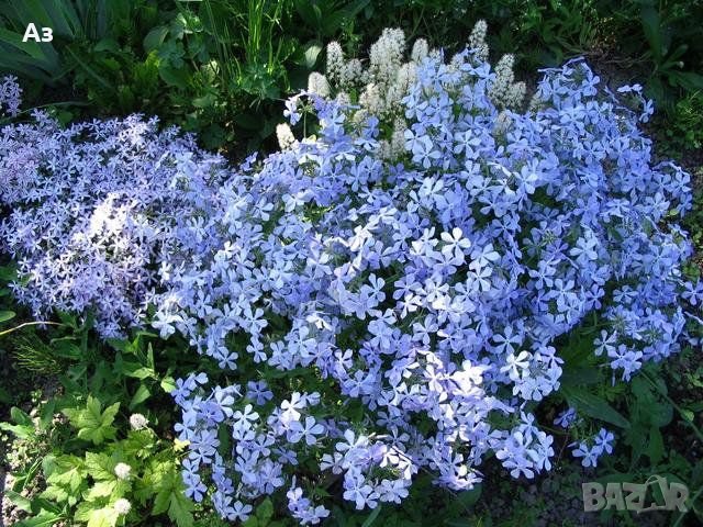 Продавам цветя Флокс за градината - разсад за пролетно засаждане, снимка 5 - Разсади - 28716156