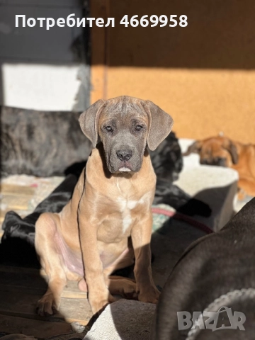 Кане Корсо, снимка 6 - Кане корсо - 52669037