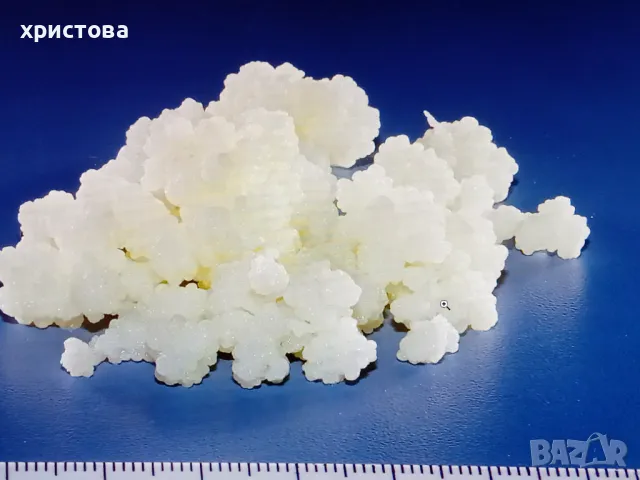 Тибетска кефирена гъба, снимка 2 - Други - 48506121