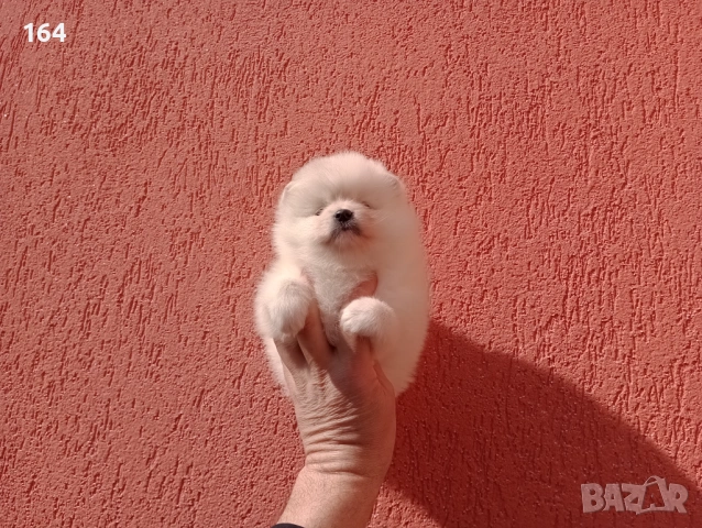 Женски Померан. Реални снимки от 23.02.26 г., снимка 4 - Померан - 53607558