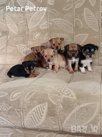 Мини пинчер чихуахуа, снимка 5 - Чихуахуа - 52816462