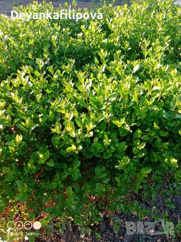 Зелен лигуструм   ,подрязван  гол корен- 070 см последни бройки .