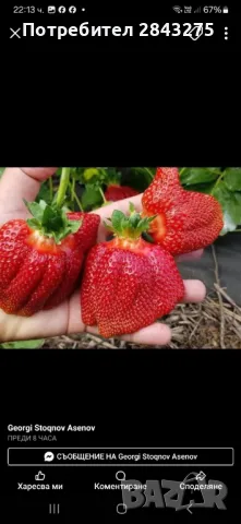 Продавам разсад ягоди , снимка 2 - Сортови семена и луковици - 49800193