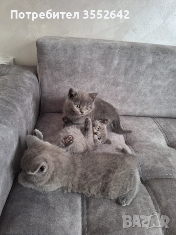 Британски късокосмести котенца , снимка 5 - Британска късокосместа - 53352318